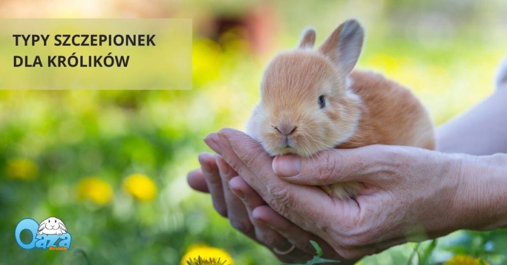 Typy szczepionek dla królików