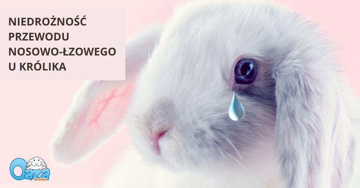 Dlaczego mój królik płacze? - czyli kilka słów o niedrożności przewodu nosowo-łzowego.