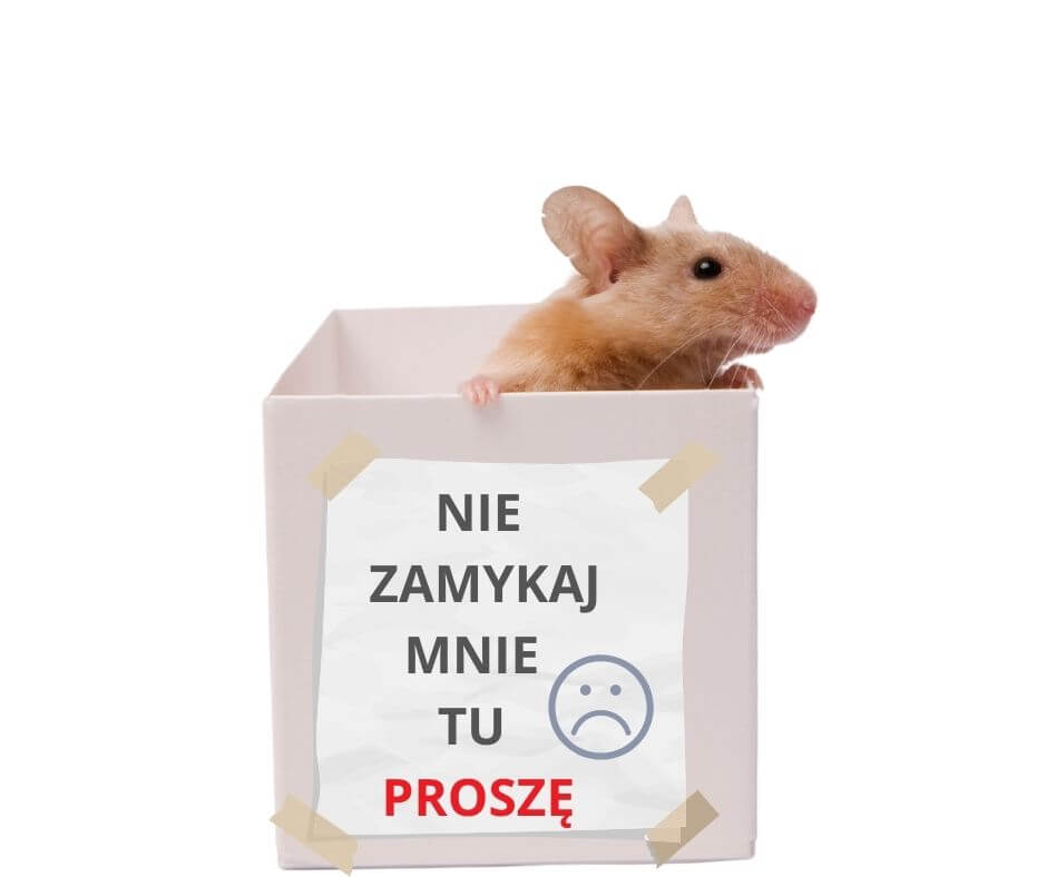 Przychodnia OAZA Kraków udar cieplny u królika