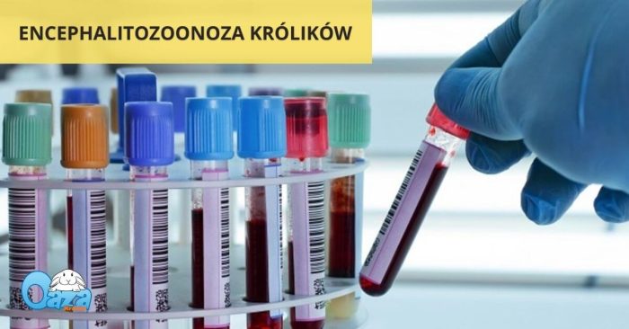 Encephalitozoonoza krolikow