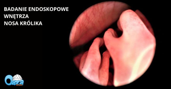 Przychodnia OAZA - Kraków - badanie endoskopowe wnętrza nosa królika