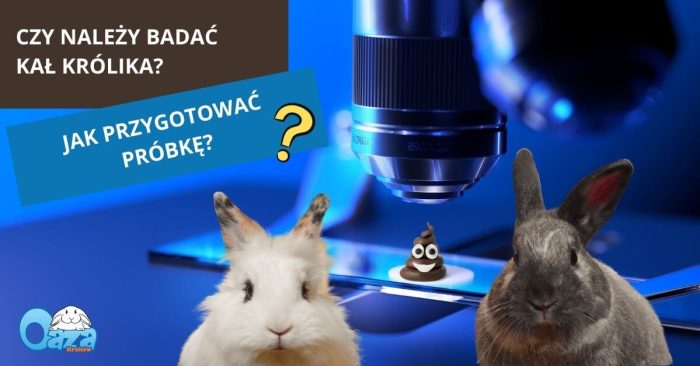 Specjalistyczna przychodnia dla Małych Ssaków - OAZA - Kraków - Czy należy badać kał królika, jak przygotować próbkę
