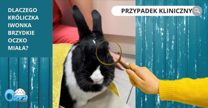 Specjalistyczna przychodnia dla Małych Ssaków - OAZA - Kraków - ropień zagałkowy u królika - co to jest