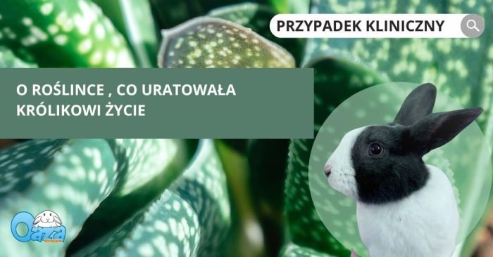 Specjalistyczna przychodnia dla małych Ssaków - OAZA - Kraków - niedrożność przewodu pokarmowego u królika - o roślince.